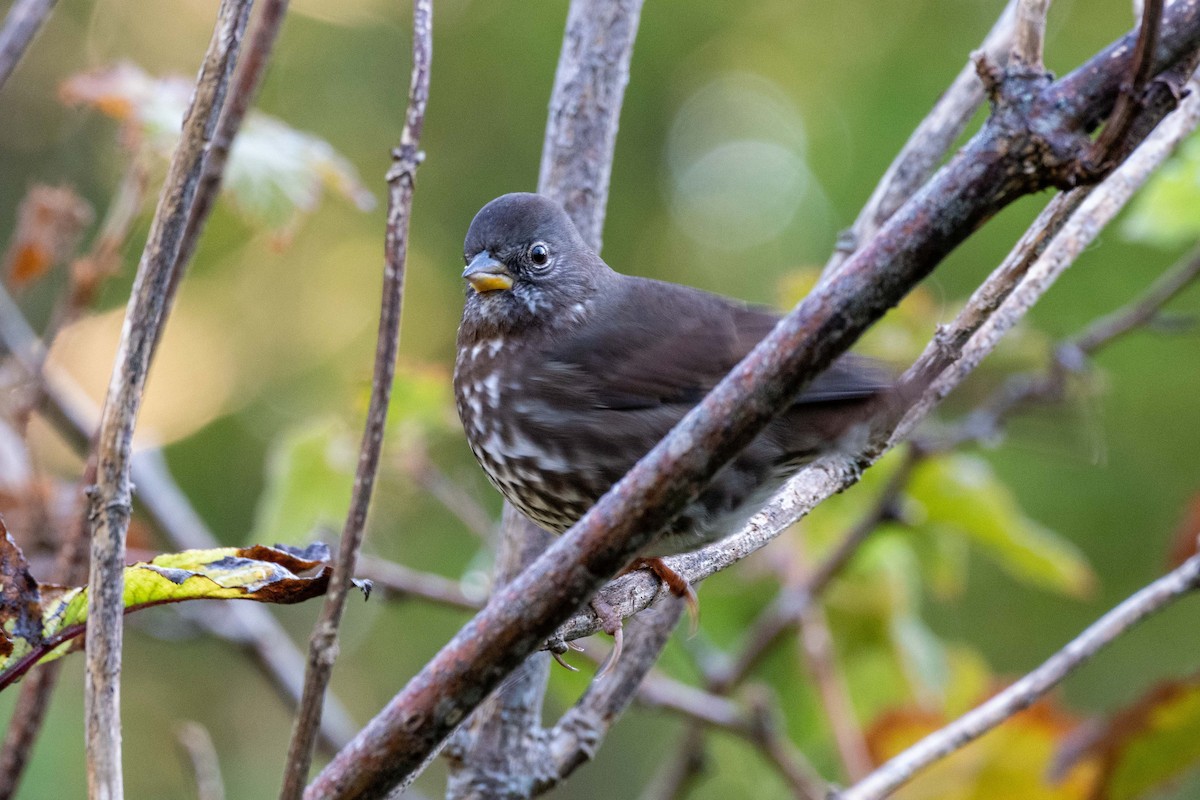 Fox Sparrow - ML261319261