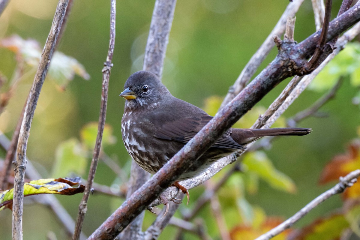 Fox Sparrow - ML261319271