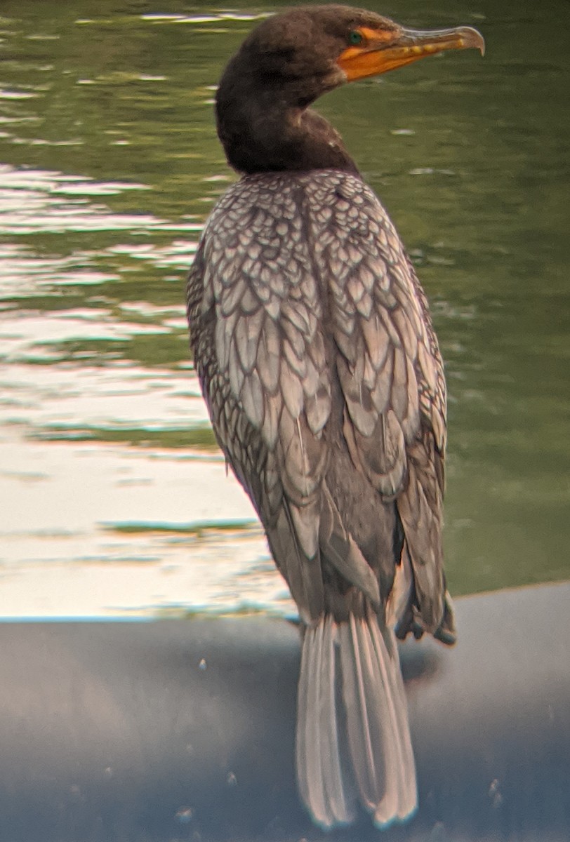 Double-crested Cormorant - Chris Ortega