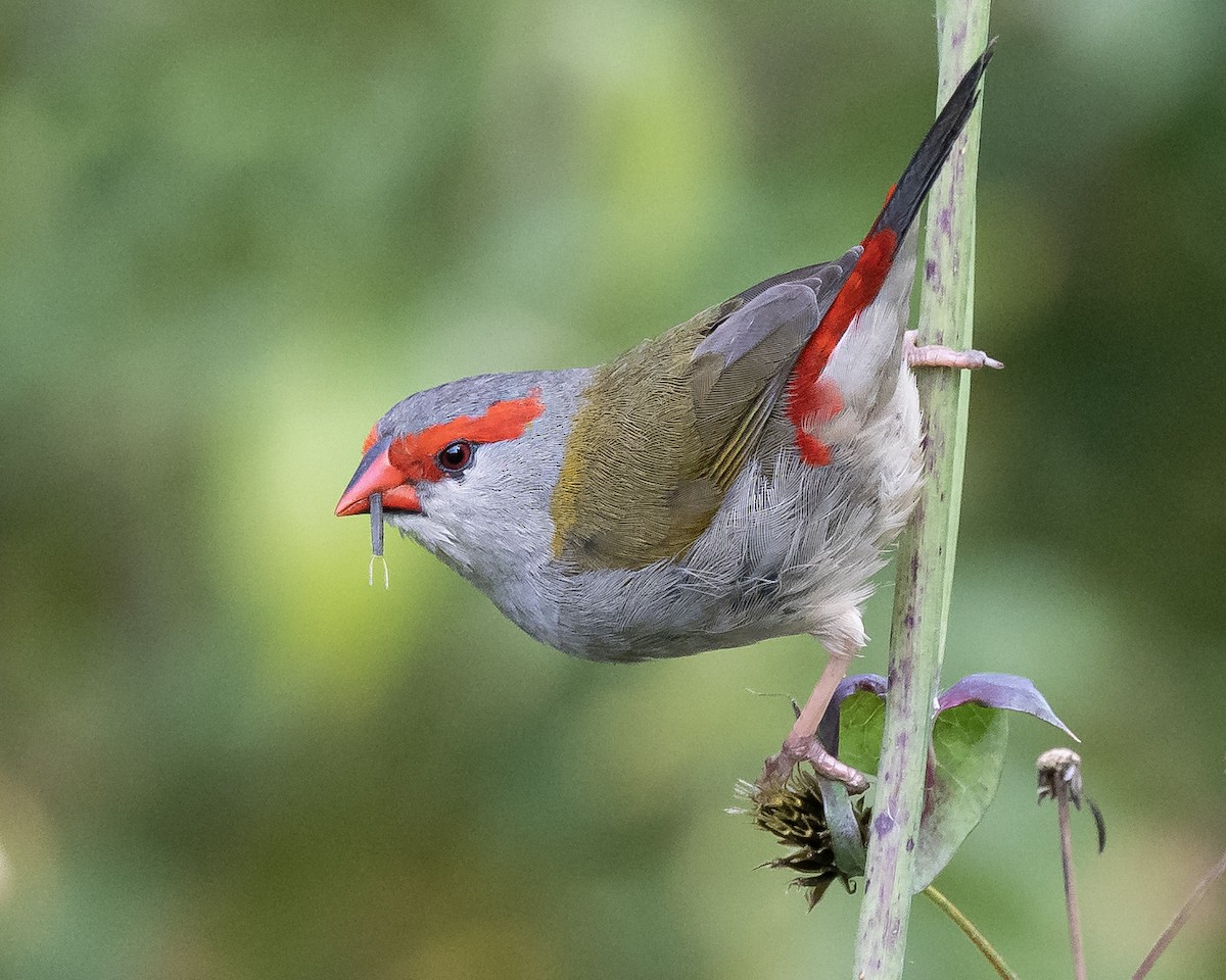 Red-browed Firetail - Colin Wright