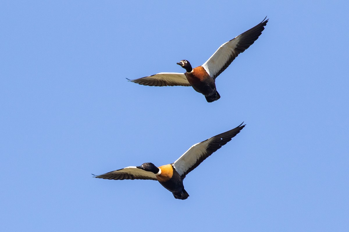 Australian Shelduck - ML261322051