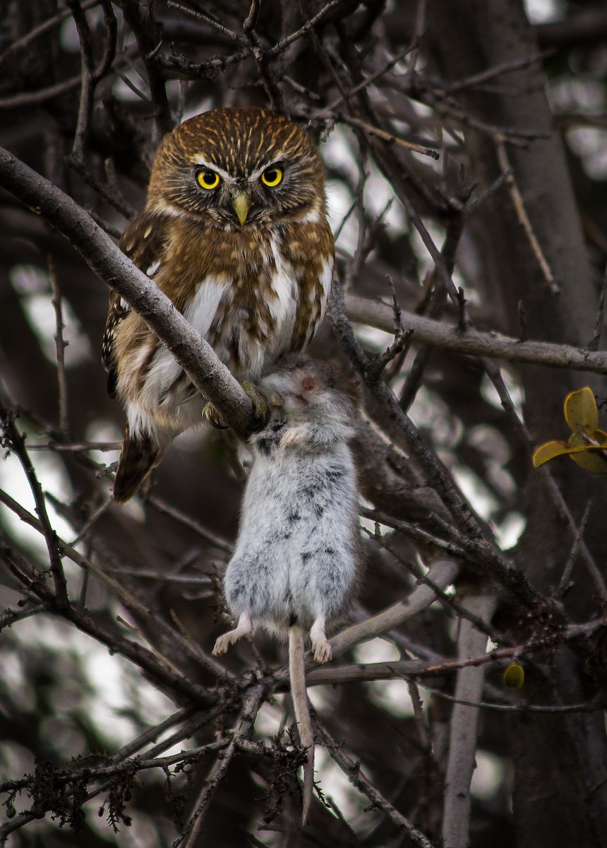 Austral Pygmy-Owl - ML261322321