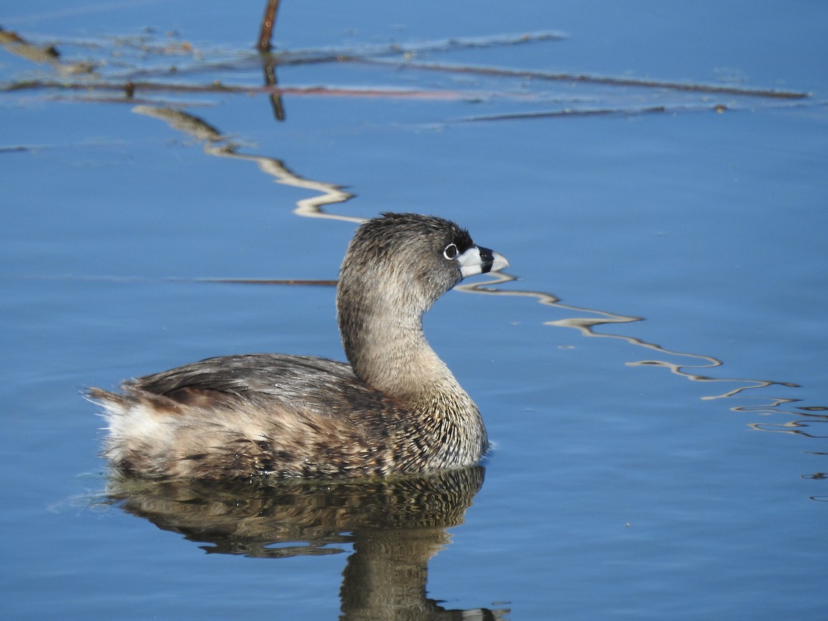 Pied-billed Grebe - MIck Griffin