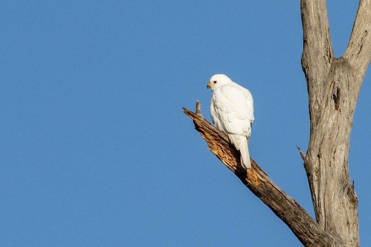 Gray Goshawk - Ramit Singal