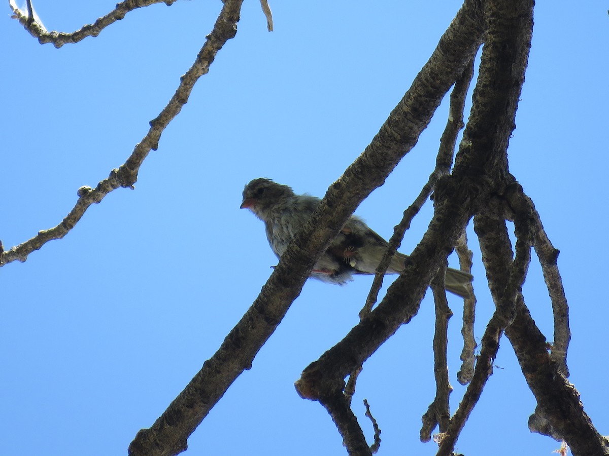 Chipping Sparrow - ML261324141