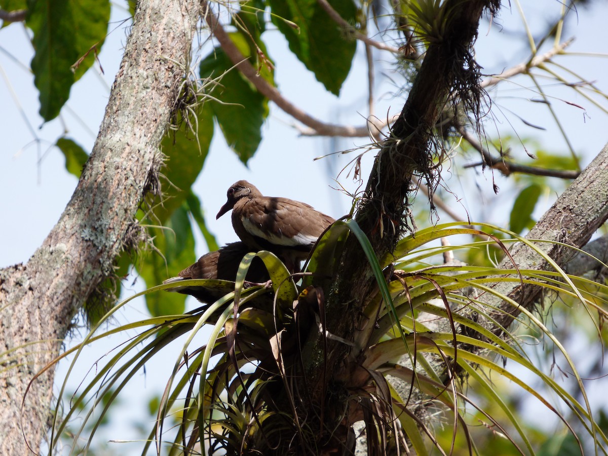 White-winged Dove - ML261325731