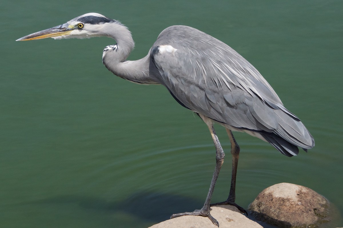 Gray Heron - Alberto Aguiar Álamo