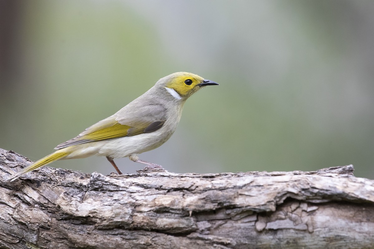 White-plumed Honeyeater - ML261328401