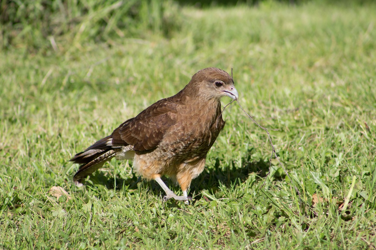 Chimango Caracara - Harold Gillibrand