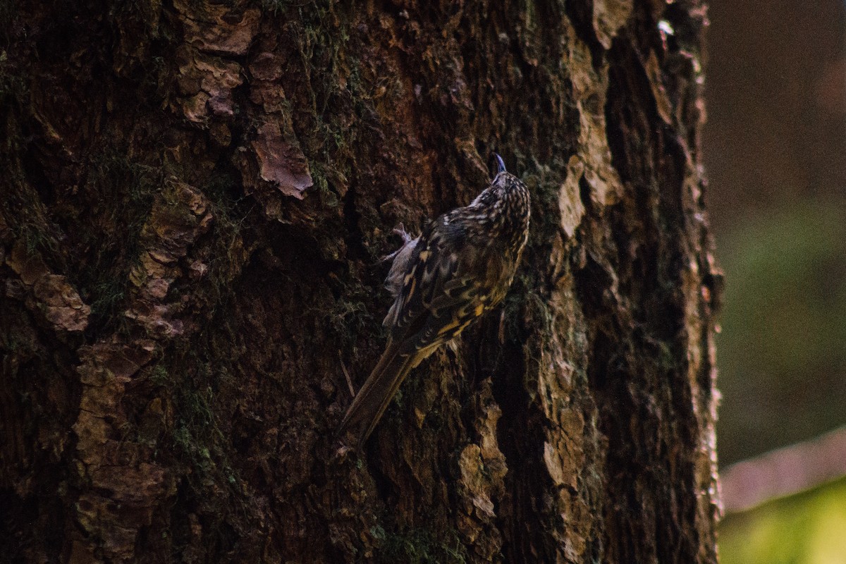 Gerri-txori amerikarra - ML261329471