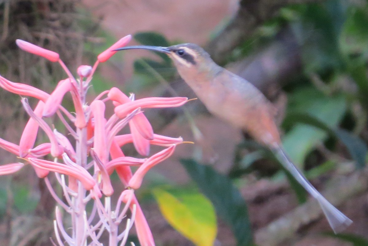 Planalto Hermit - ML26133001