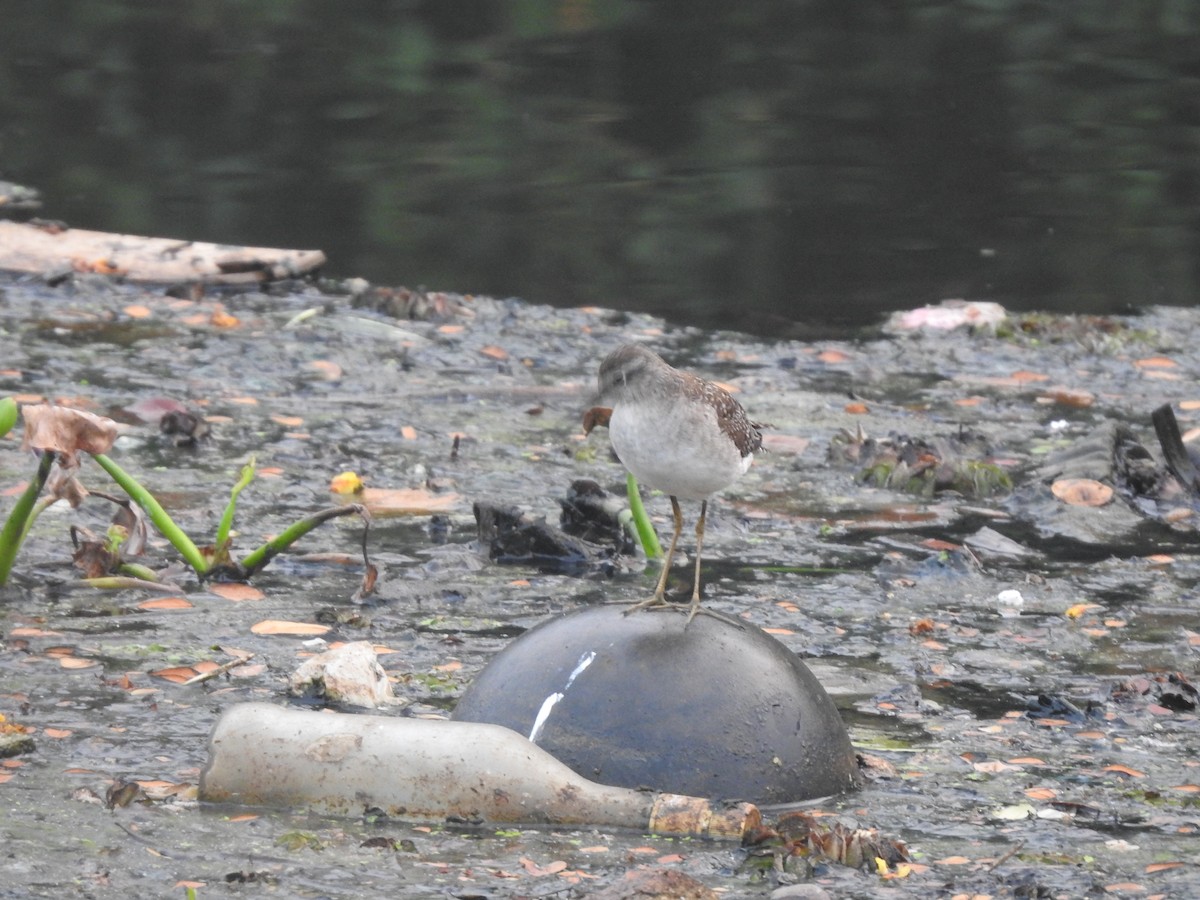 Wood Sandpiper - ML261331841