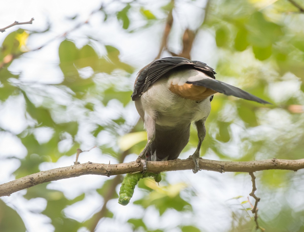 Gray Treepie - ML261332521