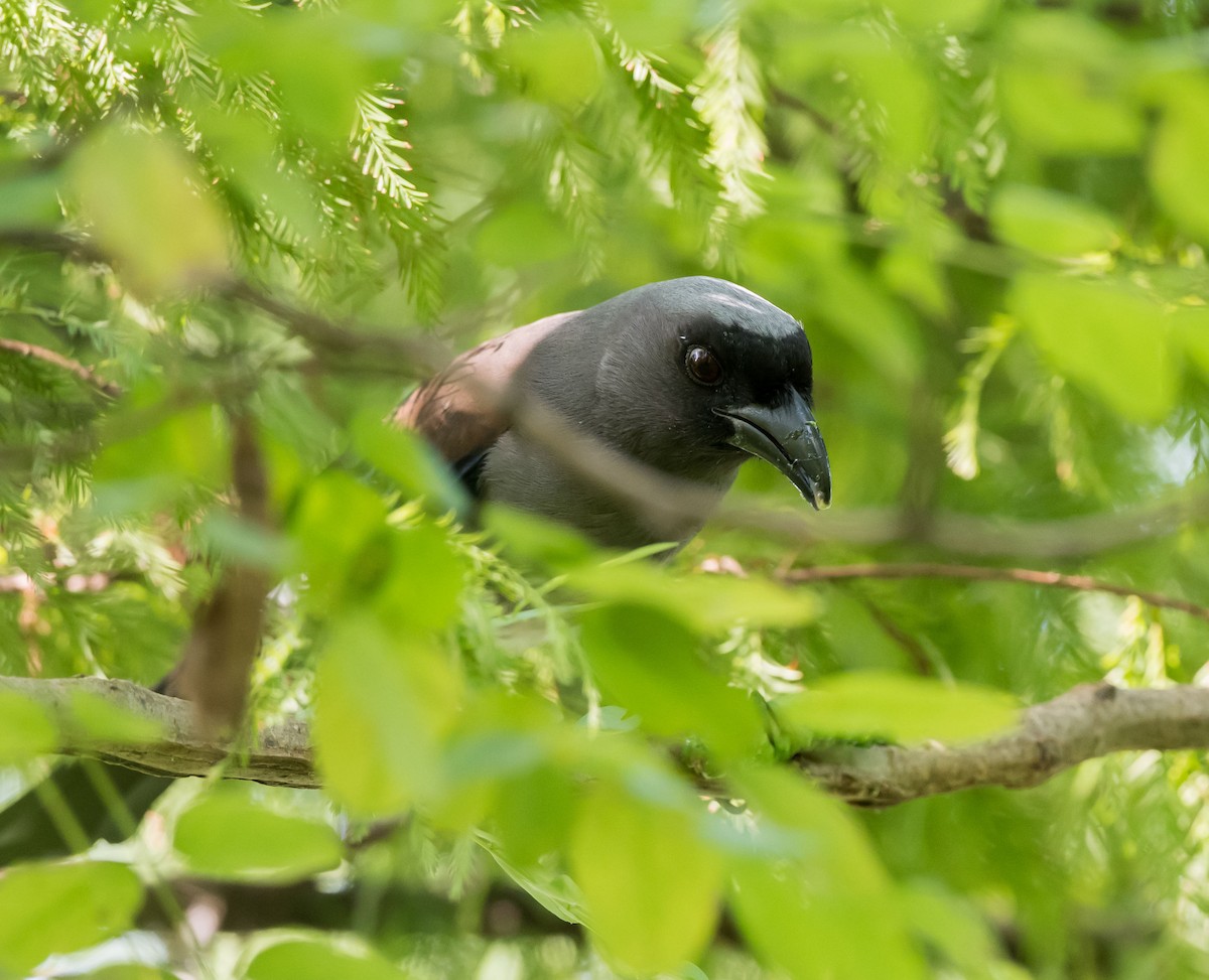 Gray Treepie - ML261332531