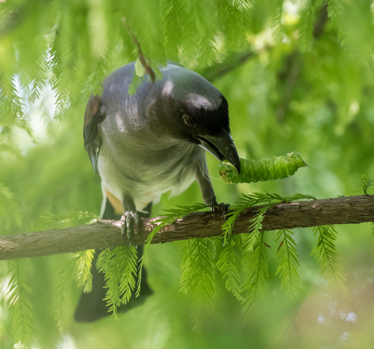 Gray Treepie - ML261332541