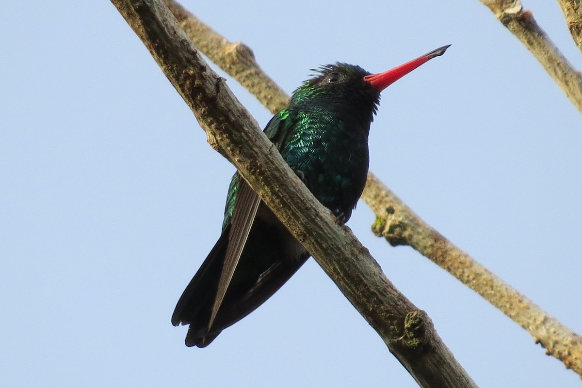 Glittering-bellied Emerald - ML26133311