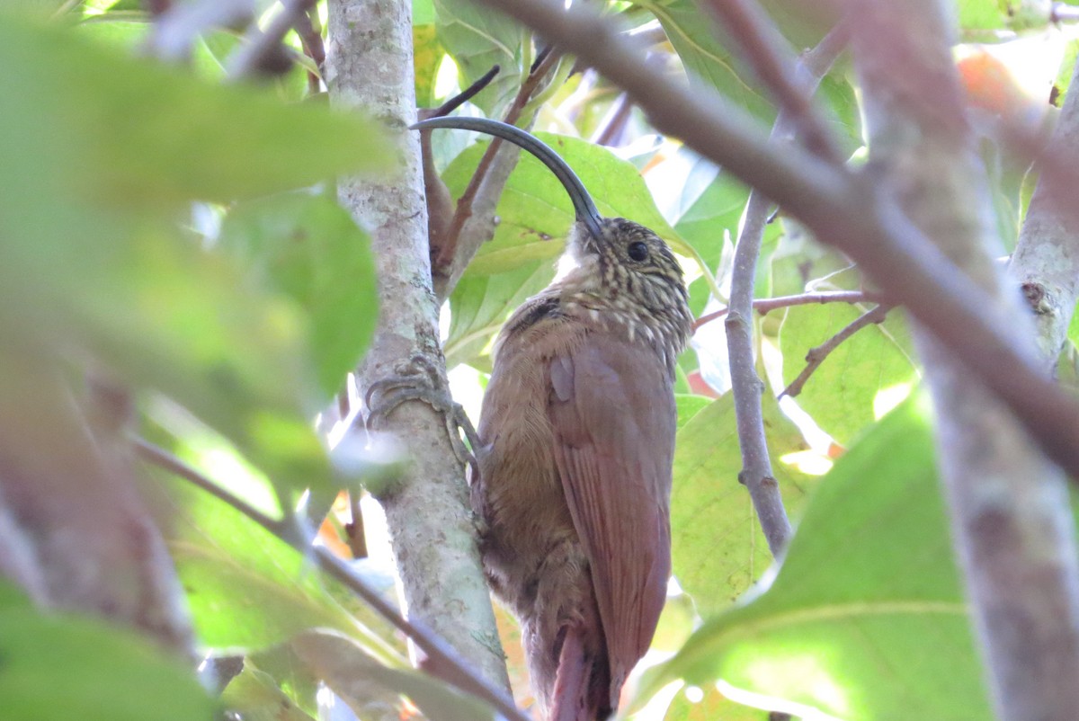 Black-billed Scythebill - ML26133371