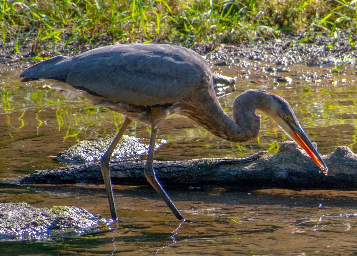 Great Blue Heron - Susan Haberkorn