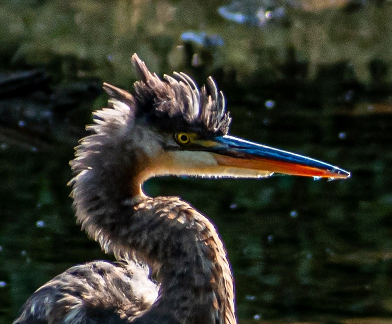 Great Blue Heron - Susan Haberkorn