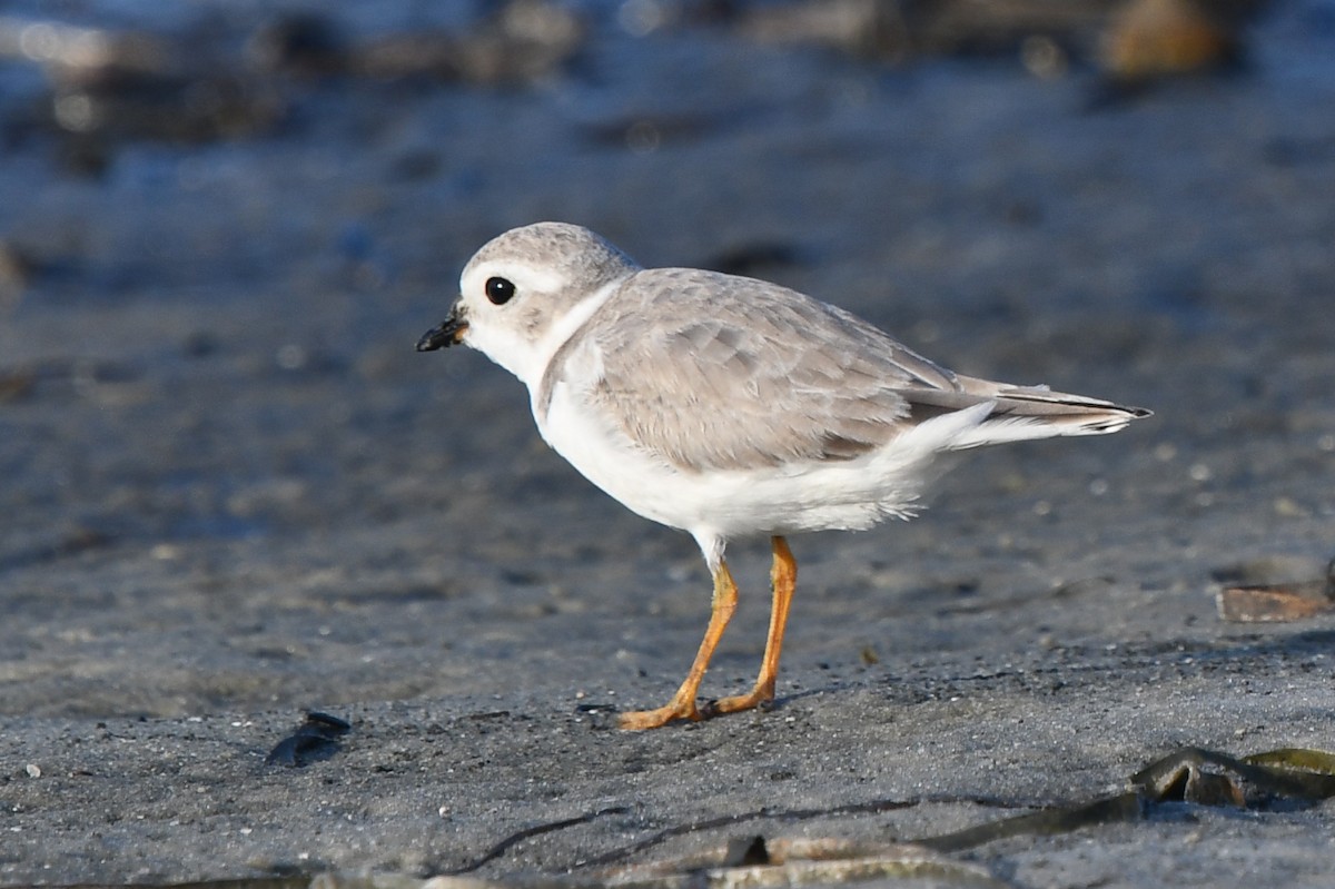 Piping Plover - ML261340021