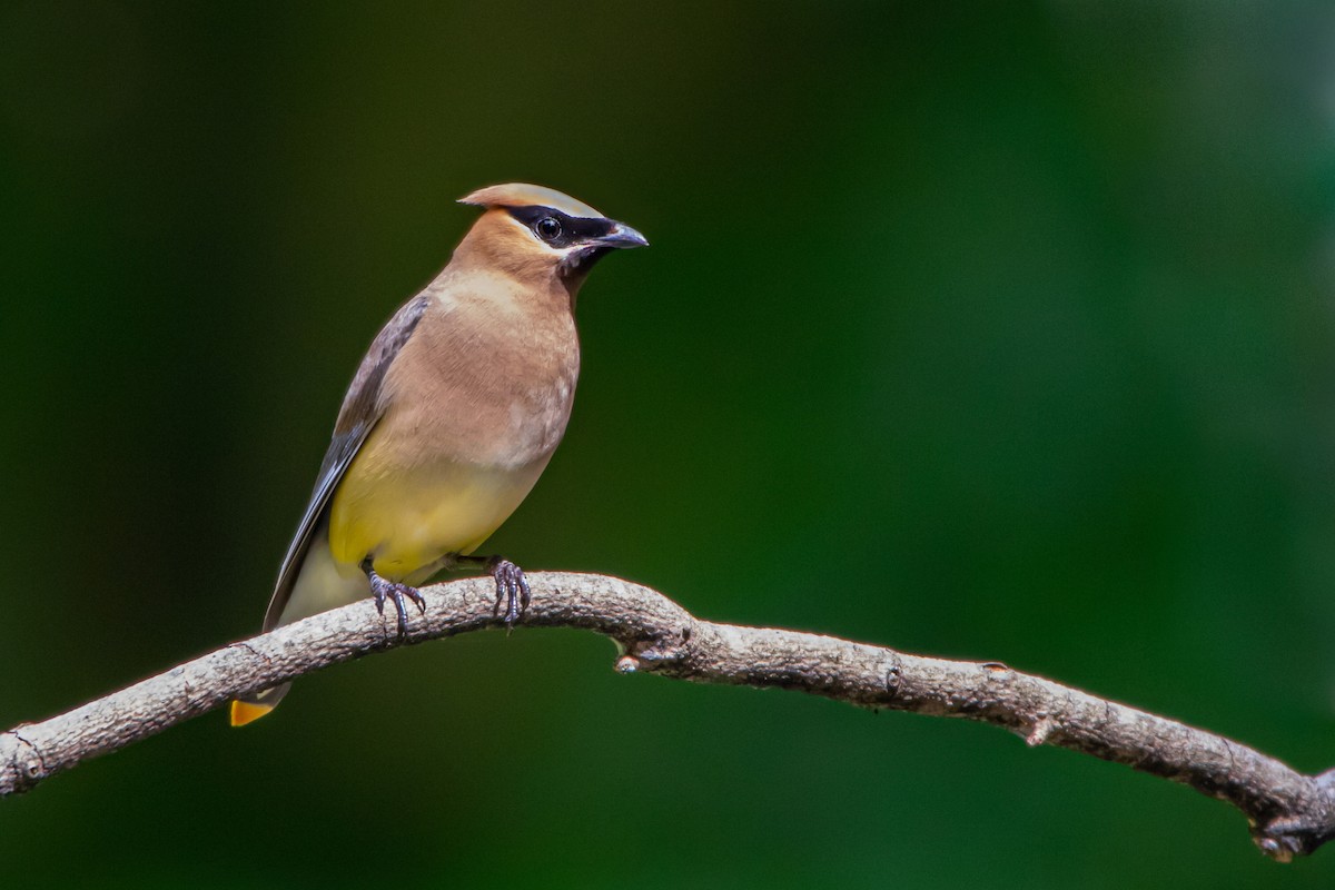Cedar Waxwing - ML261341231
