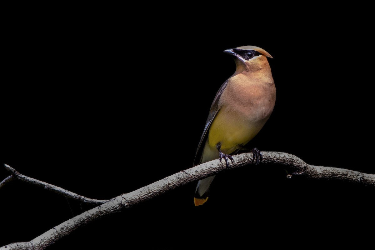 Cedar Waxwing - ML261341291