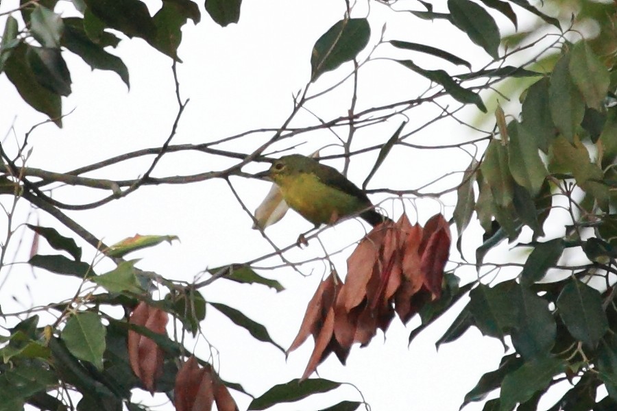 Brown-throated Sunbird - ML261341411