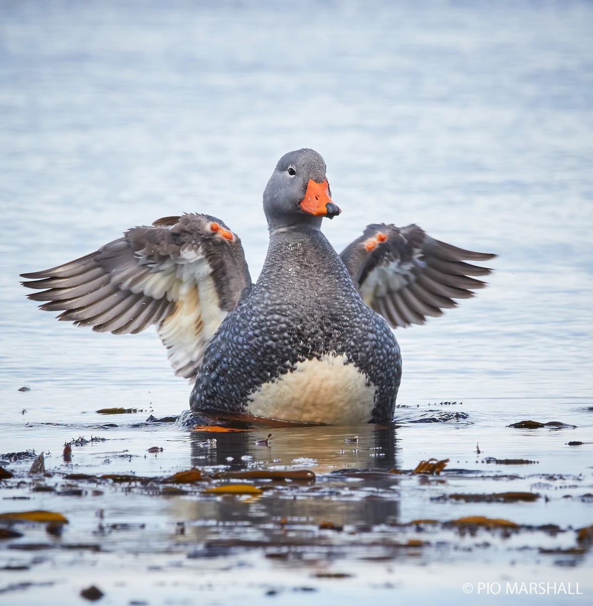 Flightless Steamer-Duck - ML261345531