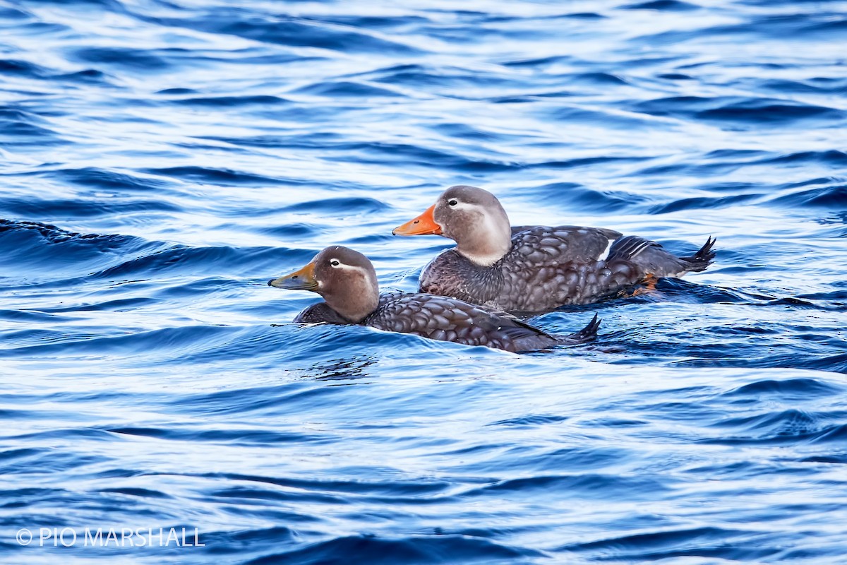 Flying Steamer-Duck - ML261345541