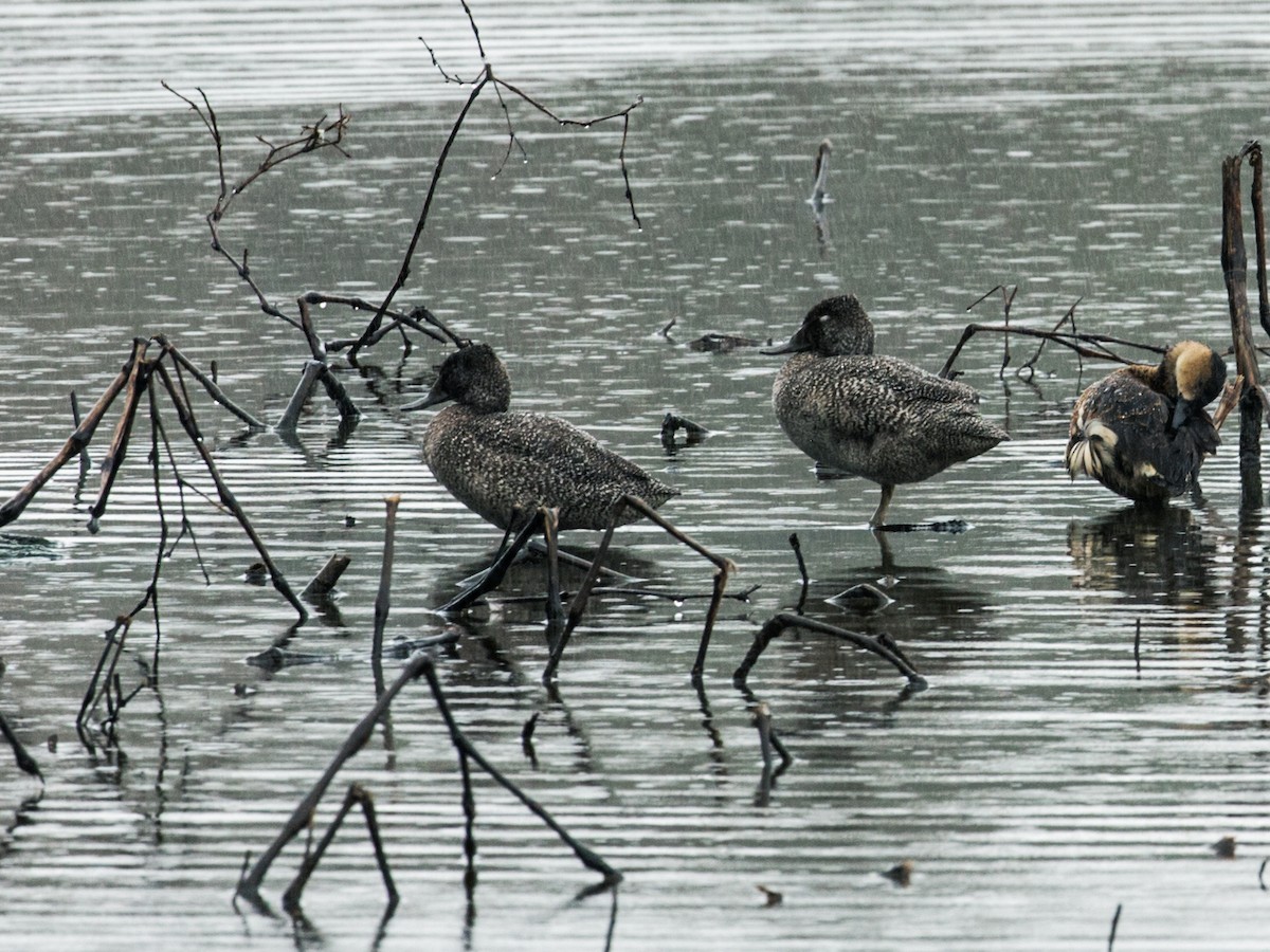 Freckled Duck - ML261347031