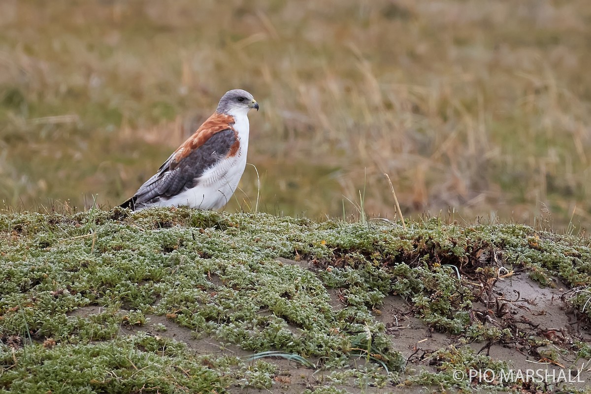 Variable Hawk - Pio Marshall