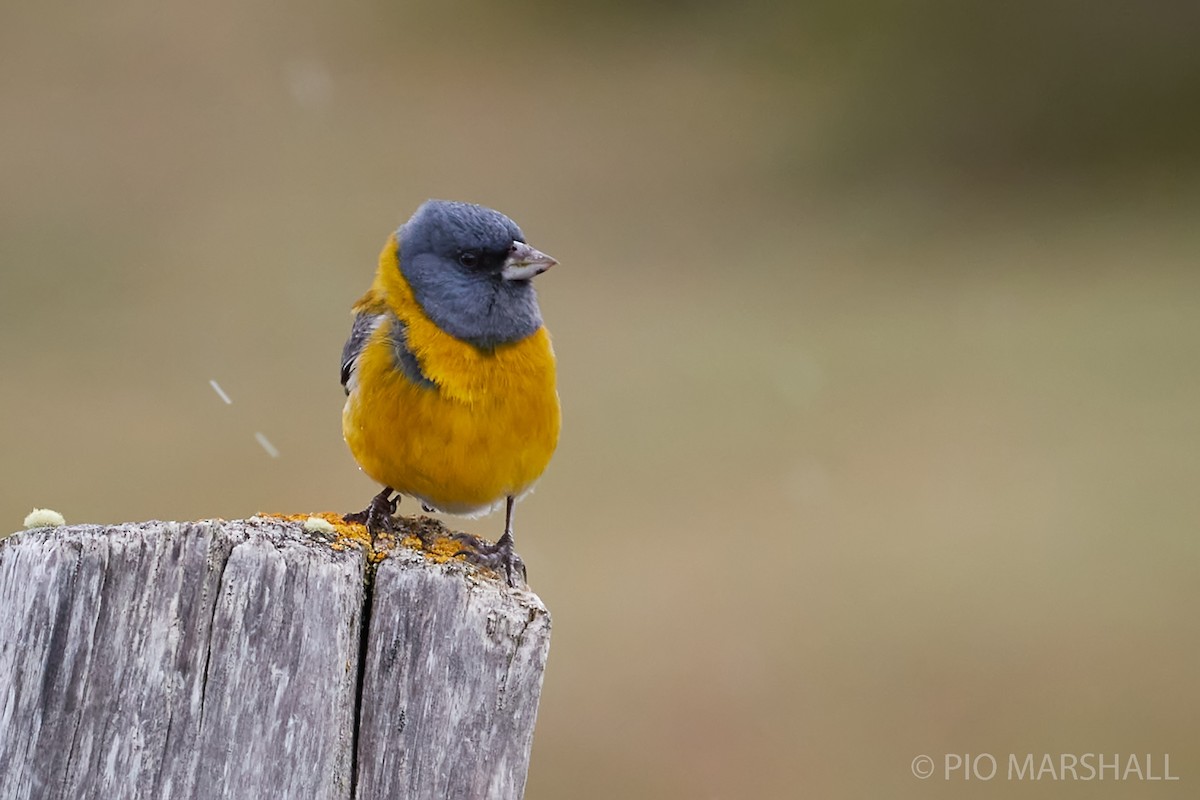 Gray-hooded Sierra Finch - ML261347601