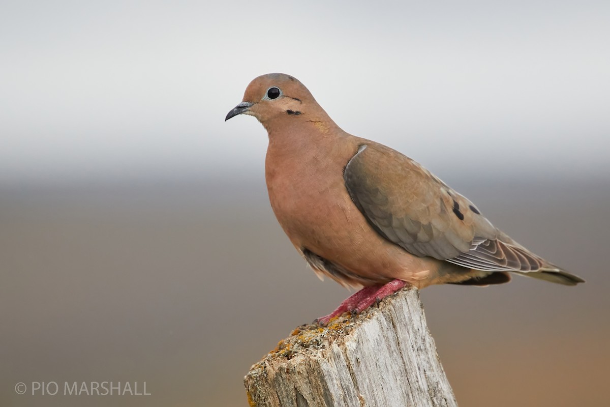 Eared Dove - ML261347651