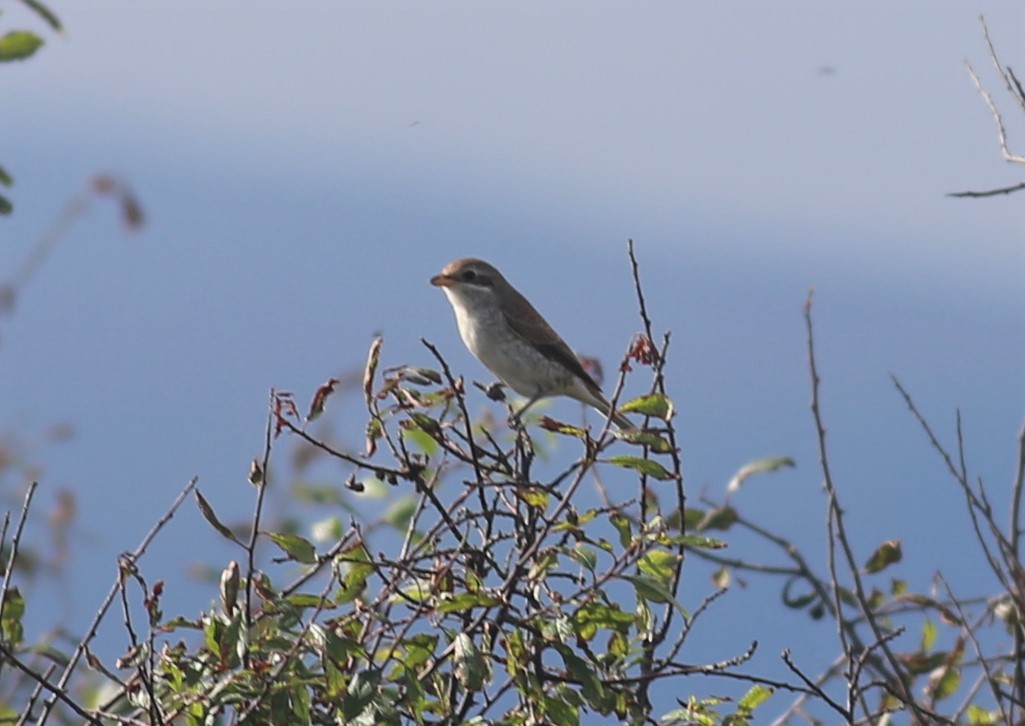 Red-backed Shrike - ML261348431