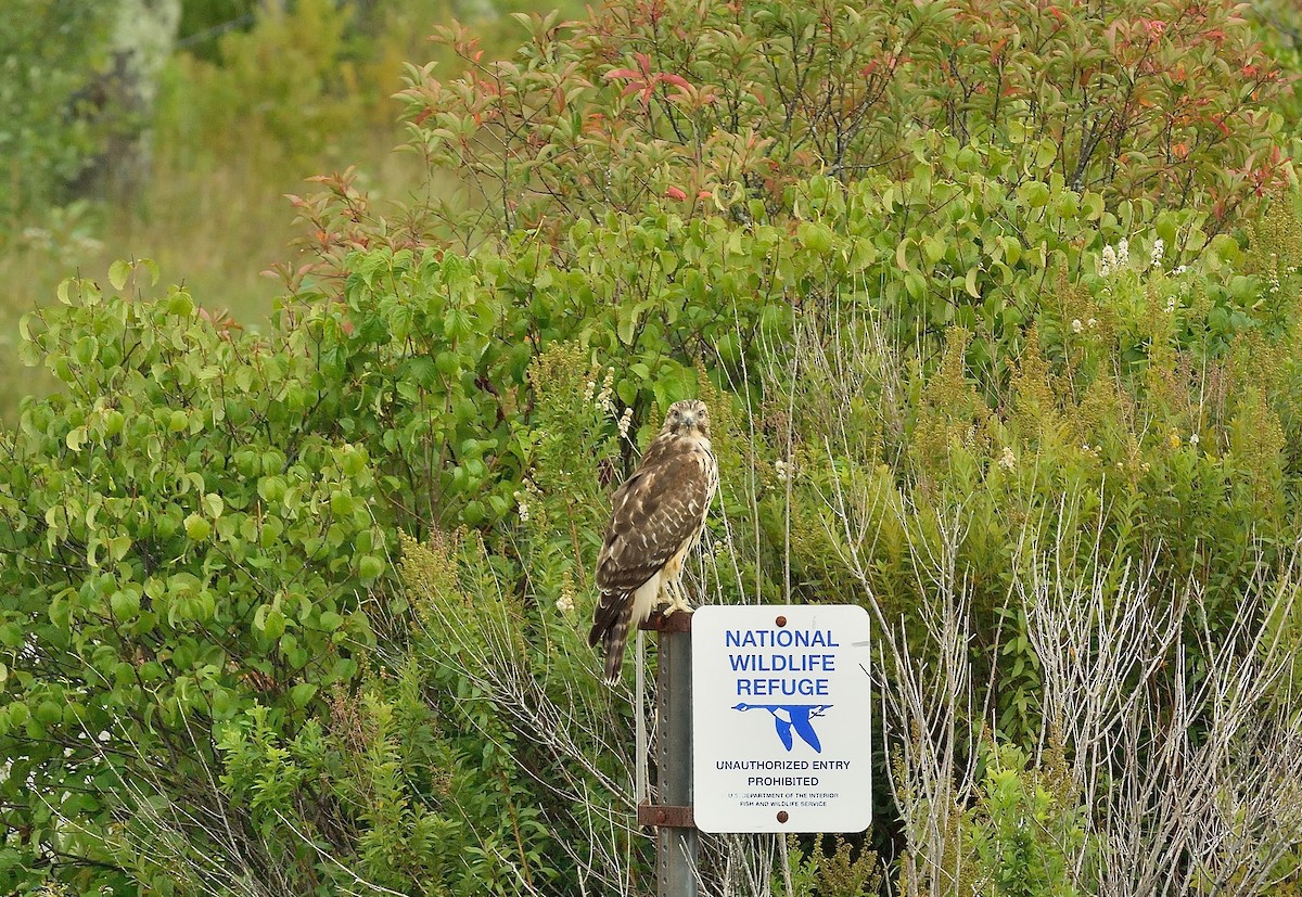 Red-shouldered Hawk - ML261348691