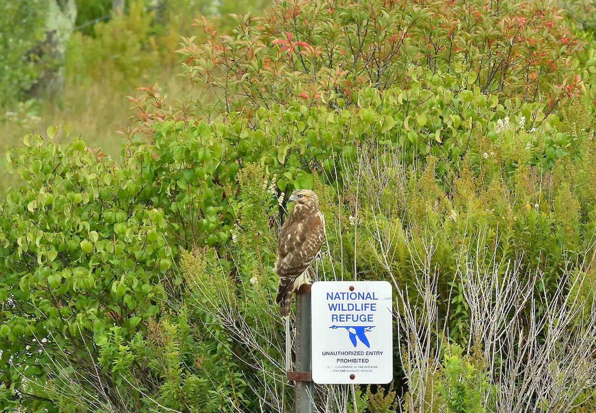 Red-shouldered Hawk - ML261348731