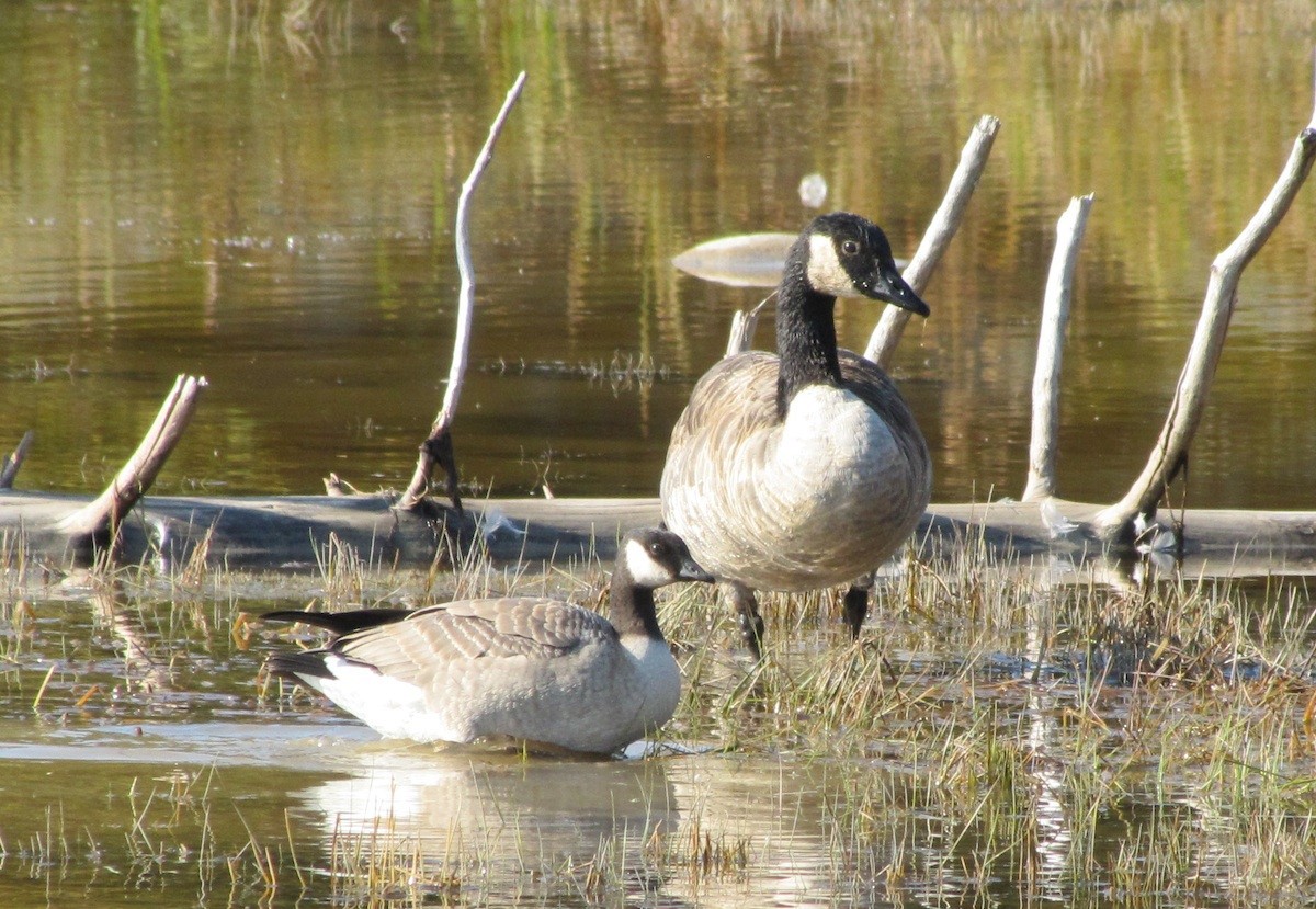 Cackling Goose - ML26134981