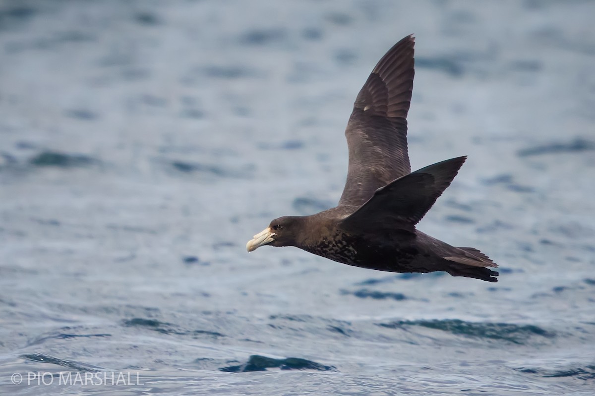 Southern Giant-Petrel - ML261350131