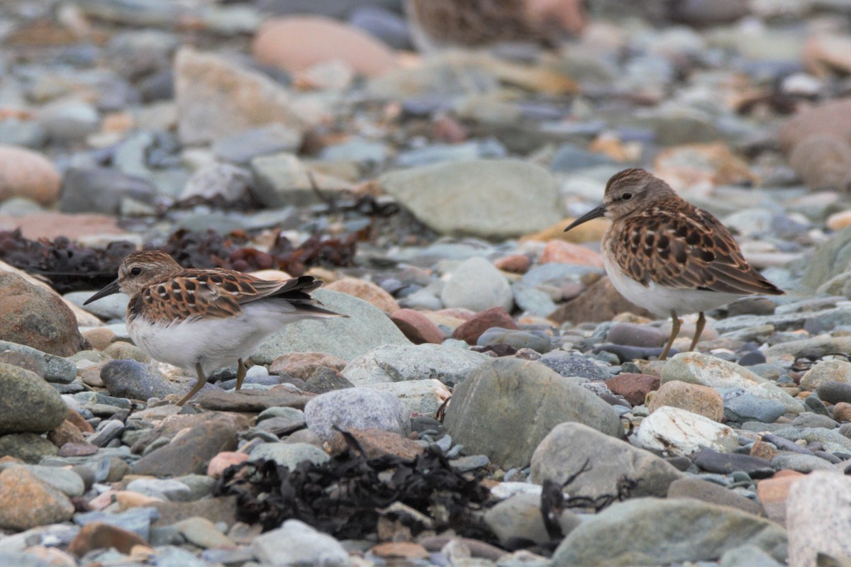 Least Sandpiper - Mitch (Michel) Doucet