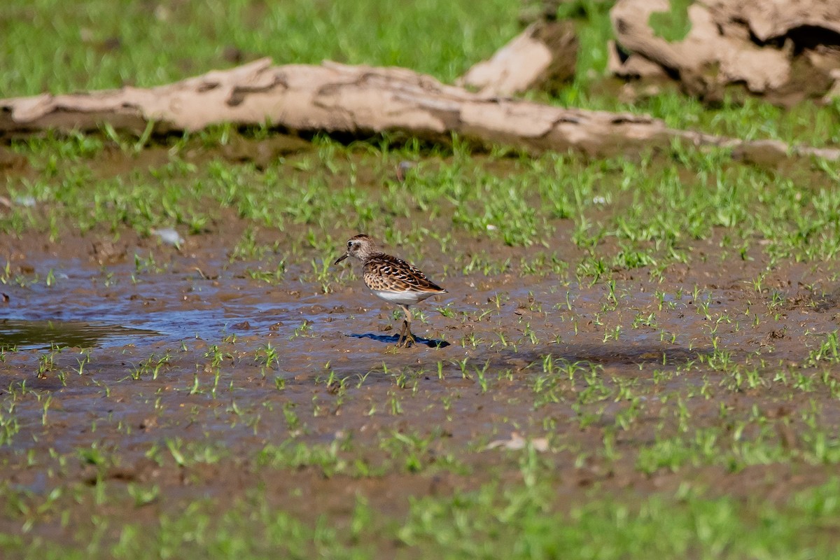 Least Sandpiper - ML261354021