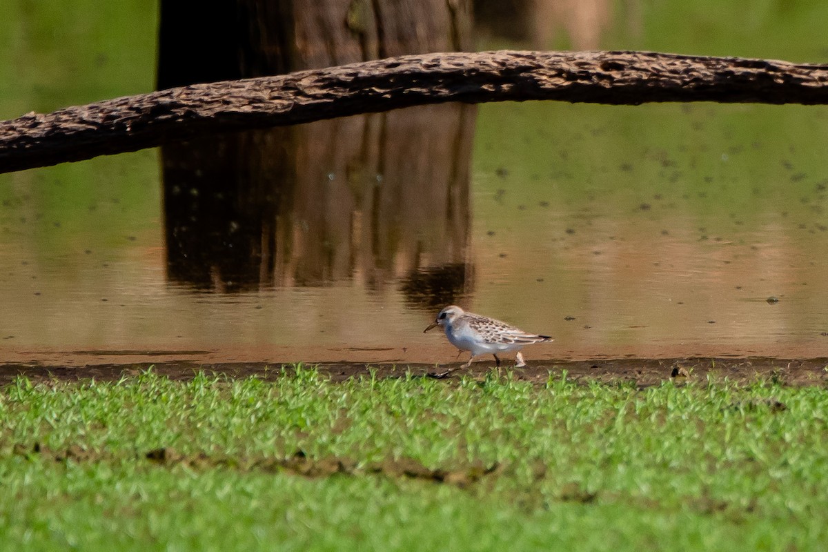 Semipalmated Sandpiper - ML261354131