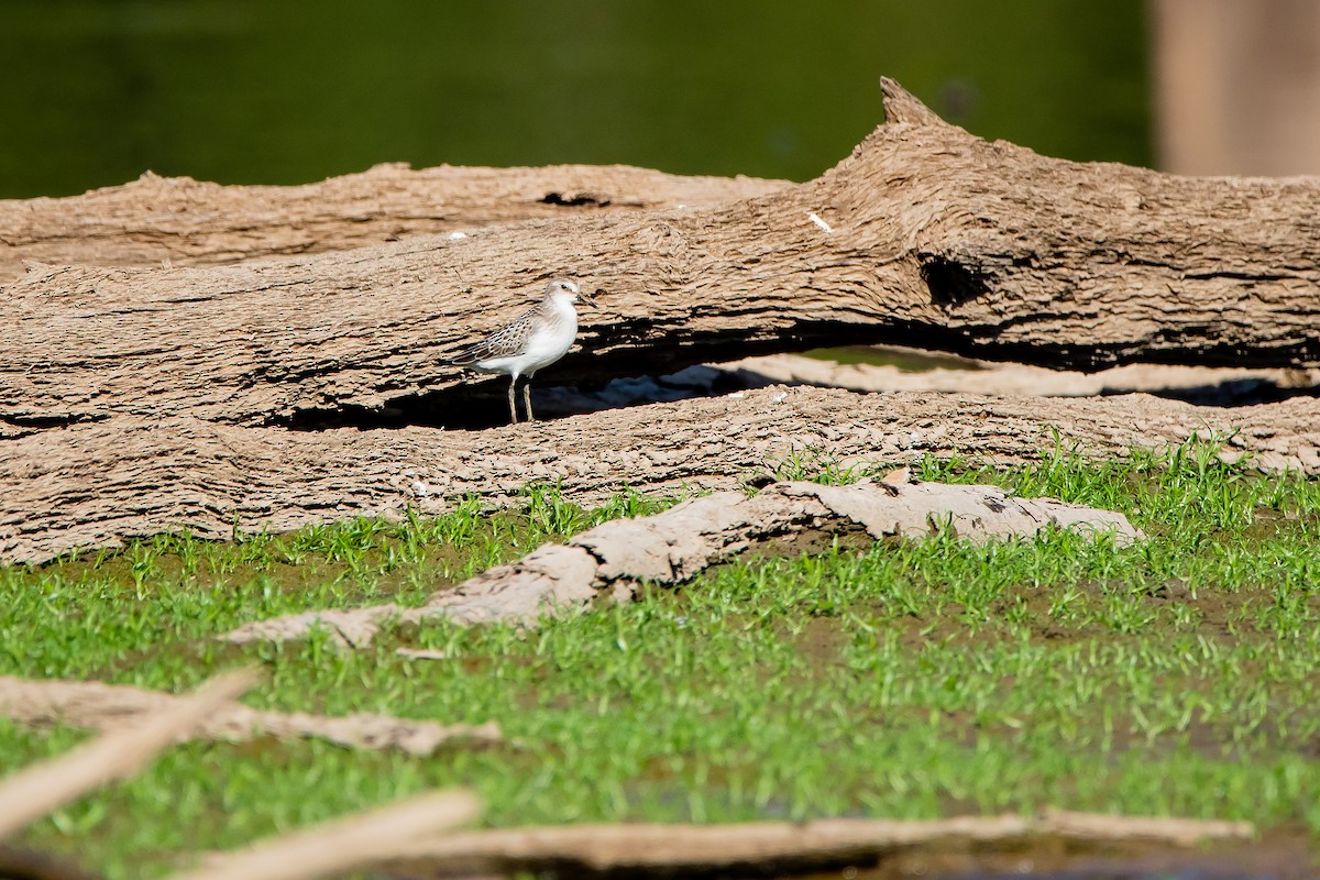 Semipalmated Sandpiper - ML261354151