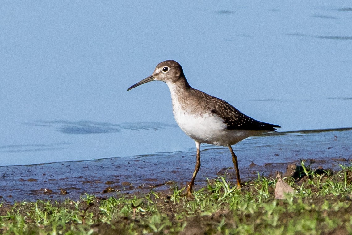 Solitary Sandpiper - ML261354201