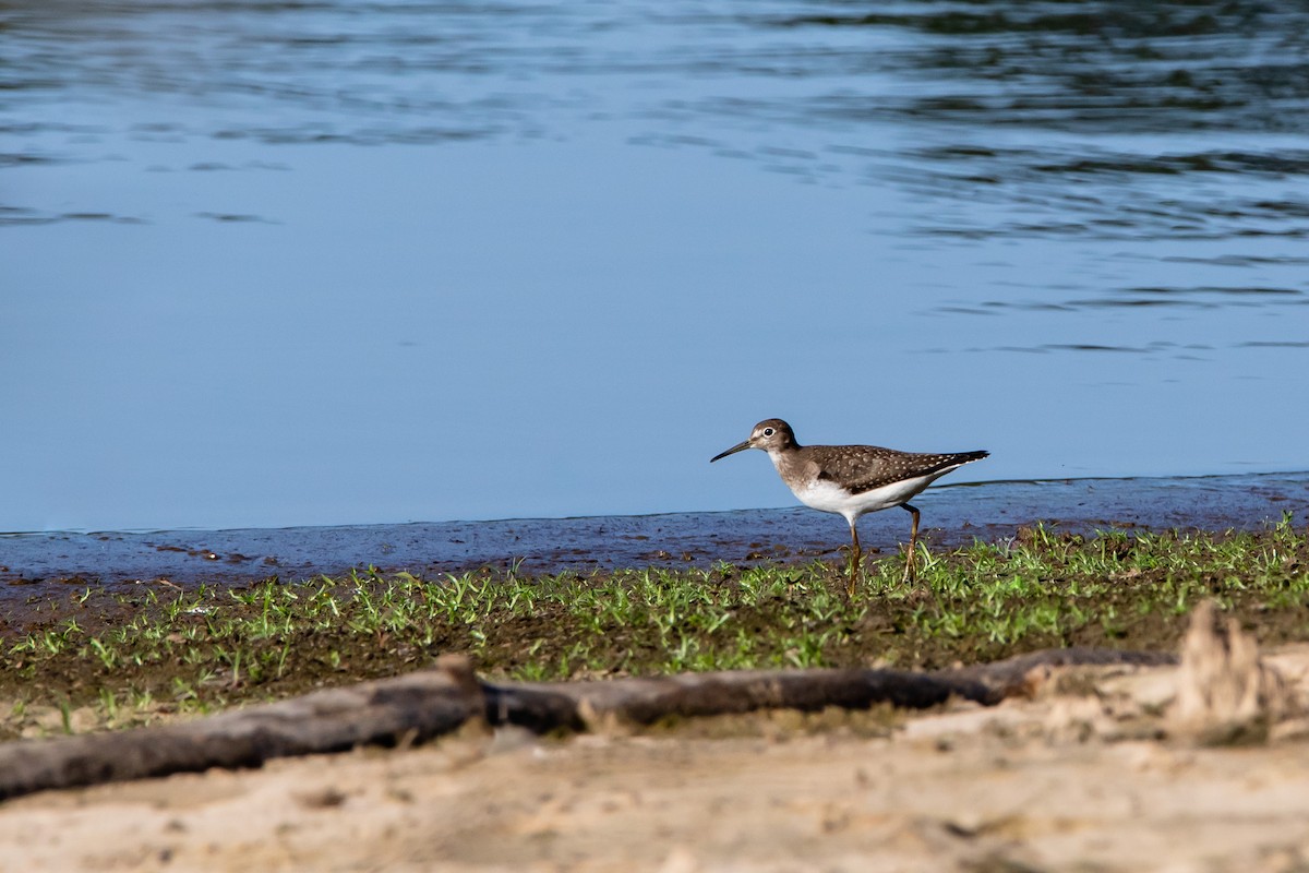 Solitary Sandpiper - ML261354211