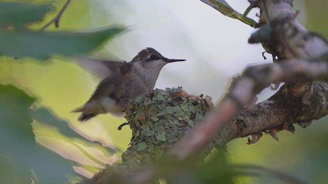 Ruby-throated Hummingbird - ML261355681