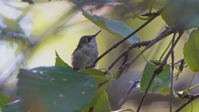 Ruby-throated Hummingbird - ML261355691