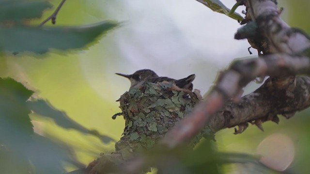 Ruby-throated Hummingbird - ML261355791
