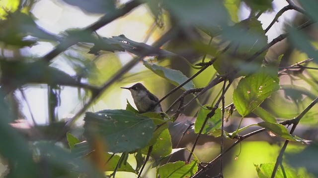 Ruby-throated Hummingbird - ML261355851