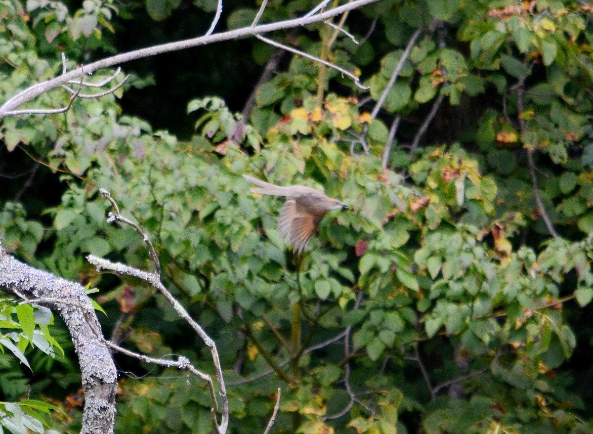 Black-billed Cuckoo - ML261356441