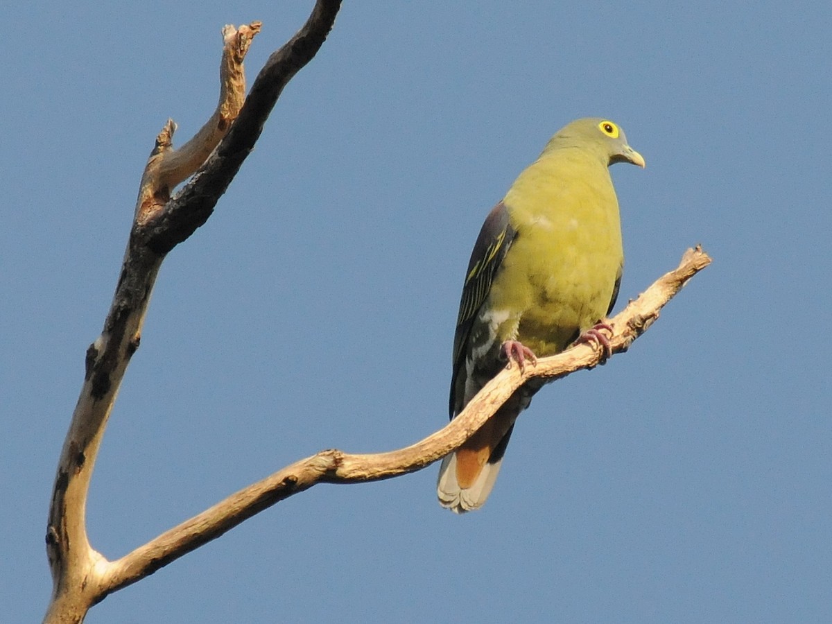 Gray-cheeked Green-Pigeon - ML261356891